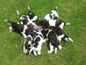 Welpen bedarfsdeckend füttern