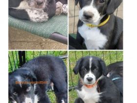 Ein Traumprinz und zwei Prinzessinnen suchen ihr