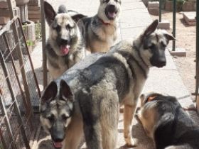 Osteuropäische Schäferhund Junghunde geboren am 29.09