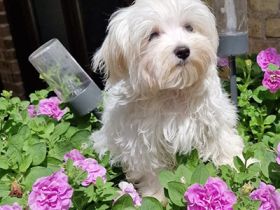 Unser Yukon, Wurftag.10.03.22, ist auf der Suche nach