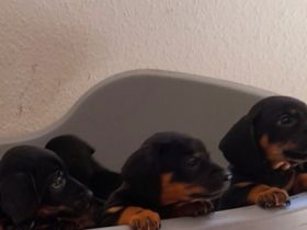 Hallo Dackelliebhaber Unsere Dackelpaar hat am 07.04