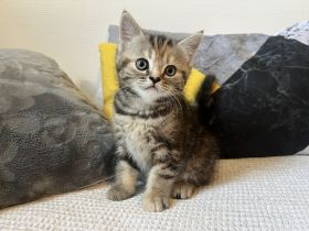 Am 23.05. hatte unsere liebe Flauschi (BKH) zwei