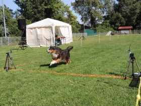 Hunderennen des VfH Leimersheim