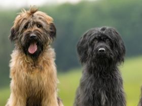 Wäller vom Bodensee