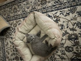 Meine reinrassige BKH Katze in Blue hat am 23. Mai 2022