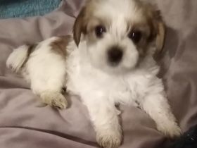 Hallo, wir sind Yorkshire Terrier 3 Mädchen, 4 Jungs