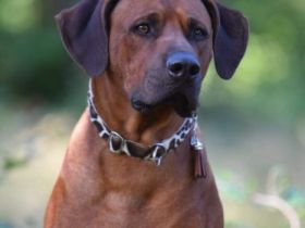 Sunka Tanka‘s Lionheart LIO