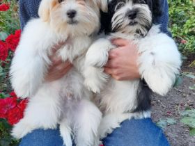 Hallo Freunde, Es ist noch 1 sehr schöner Havaneser