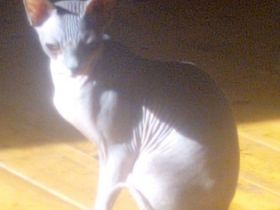 Cleo und Georg, Ich suche für meine zwei Syhnx Katzen