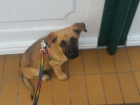 Verkaufen unsere Hündin sie ist knapp 13 Wochen alt