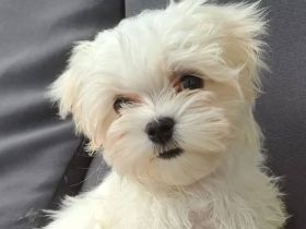 Wir haben noch 2 süße, kleine Malteser-Rüden-Welpen zu