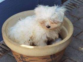 Wir haben noch 2 kerngesunde, süße Malteser-Rüden