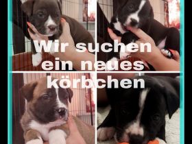 Aus unserem Wurf, suchen zwei Rüden und vier Hündinnen