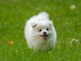 Wir suchen ein neues Zuhause: 4 Reinrassige Deutsche