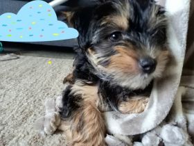 Havaneser/Yorkshire Terrier, Mischlingswelpen