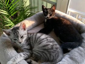 Hallo zusammen, unsere Lou hat am 27.April.22, 4 Kitten