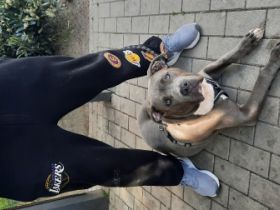 015175402956.Ich bin Paco ein Cane Corso Mischling Rüde