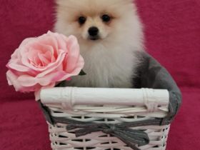 Unsere 5 wundervollen Zwergspitzwelpen sind am 29.04.22