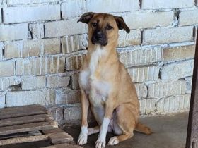 Minnie, MINNIE Goldige Maus Alter: 1.4.21 Größe: ca