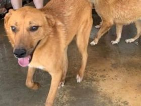 Nanachi, NANACHI Lebenslustige Frohnatur Alter: 1.4.21