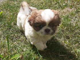 4 Welpen, reinrassige Pekinesen 3 Rüden 1 Mädchen die