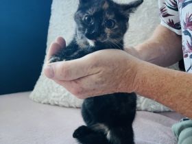 Unsere Bella hat ihre Zucker süßen kitten am 1.05.22