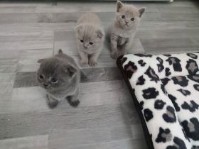 Unsere süße Katze hat am 23.5 Nachwuchs bekommen und 4