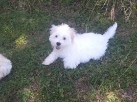 Hallo, ich kann biete eine maltesser Unsere Hündin hat