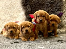 Wurfankündigung - Schöne Labradorwelpen in foxred Labrador Welpen Welpe