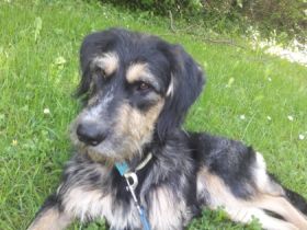 Rudi geb. 01.10.2021 ca 50 cm hatte Anfang März eine