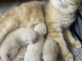 Unsere Marla hat am 22.04.2022 drei w ü underschöne