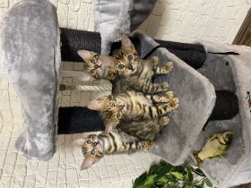 Am 4.05 hat unsere reinrassige bengal Katze Mia 4
