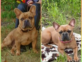Golden Bullys aus dem Allgäu