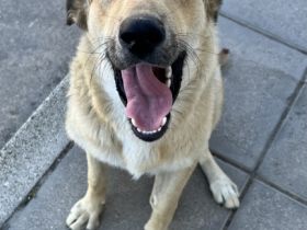 Zoe, Liebe Interessenten, liebe Hundefreunde, wir, zwei