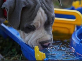 Wir suchen für die kleinen aus unserem B Wurf noch