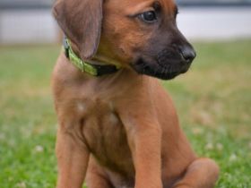 Unsere tolle Ridgeback Hündin Ayla hat am 28.05.2022 10