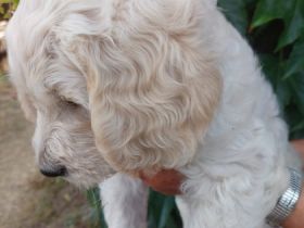 Goldendoodle Welpen.., zwei Hündinnen sind noch frei !!
