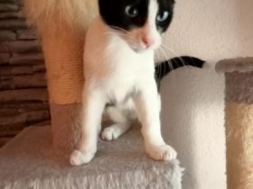 Suche dringend liebevolles zu Hause für meine 2 Kitten