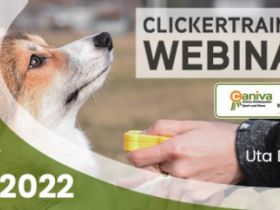 WEBINAR (online) - Clickertraining für Hundesport und Erziehung