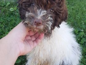 Lagotto Romagnolo - Regelmäßig von inneren Parasiten