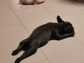 Guten Tag, zum Verkauf steht ein reinrassiger, knapp