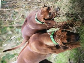 Unsere reinrassige Rhodesian-Ridgeback Hündin Badiri
