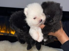 Pomeranian Zwergspitz Welpen Am 05.06.2022 haben unsere