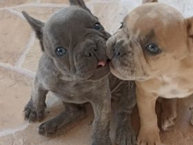 Unsere Kleinen möchten gern umziehen. Sie suchen ein