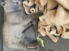 Hallo, Unsere wunderschöne Katzenmama hat am 02.06