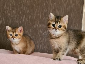 Hallo, wir sind 2 Mädchen geboren am 15 Mai, stubenrein