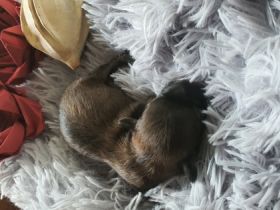 Ein Körbchen voller Glück . Unsere 4 Zwerge sind heute