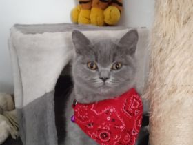 5 British Königsblaues Blut, Britisch Kurzhaar