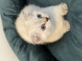 Am 25.05.22 hat unsere BKH Katze 4 bkh-Kitten zur Welt