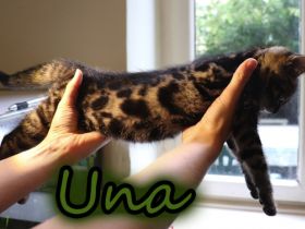 Meine drei, nicht komplett reinrassigen Bengal Kitten